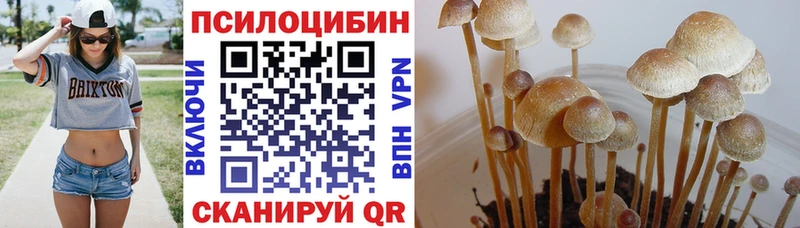 Купить где  Горбатов  Псилоцибиновые грибы MAGIC MUSHROOMS 